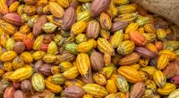 CÔTE D’IVOIRE : l’USTDA finance une centrale à biomasse de cosses de cacao©Sylvie Corriveau/Shutterstock