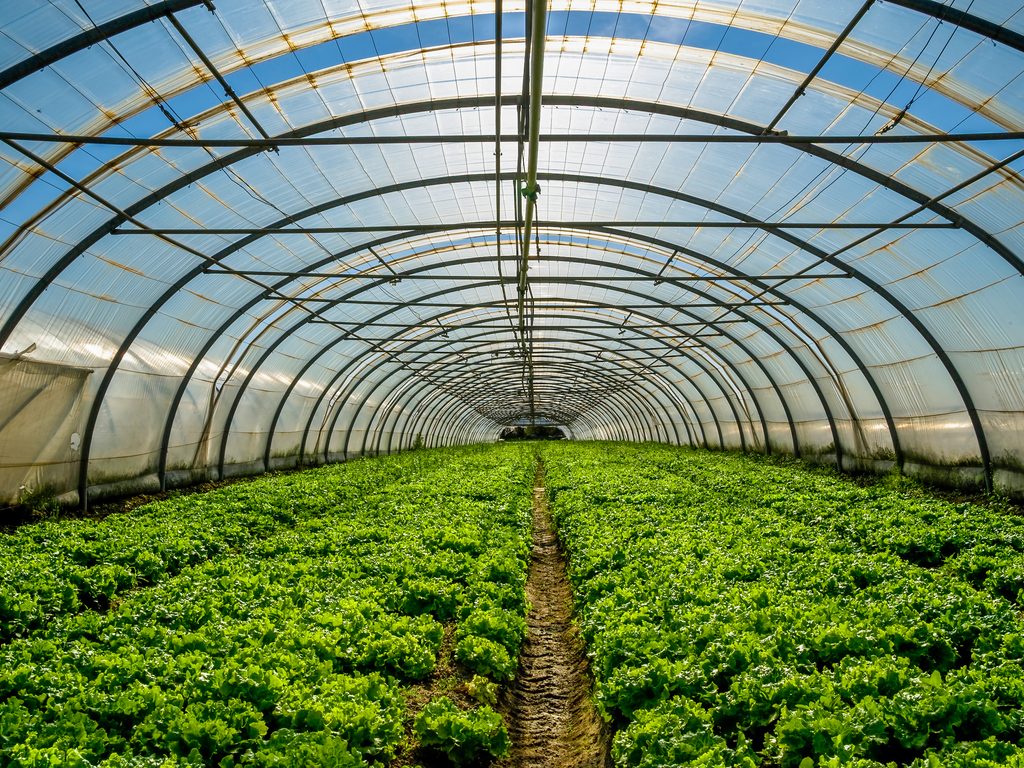 EGYPT: Greenhouse agriculture to reduce water consumption©pixinoo/Shutterstock