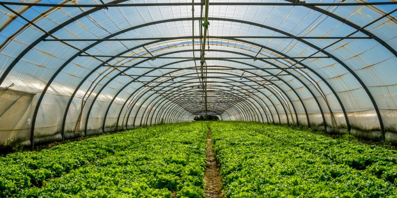 EGYPT: Greenhouse agriculture to reduce water consumption©pixinoo/Shutterstock