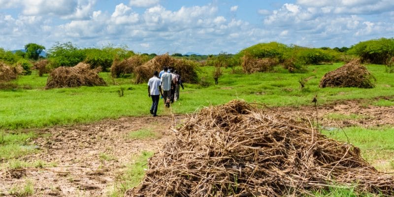 AFRIQUE : IITA lance un projet de transformation de déchets agricoles en engrais©/Shutterstock
