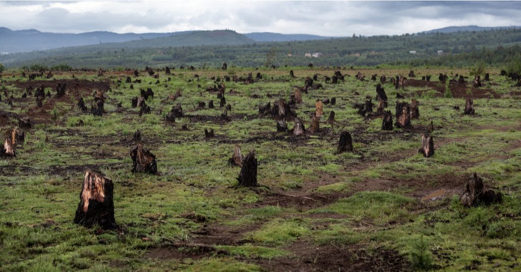 IVORY COAST: Authorities strive to reforest 20% of land by 2040©Dudarev MikhailShutterstock