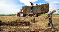 EGYPT: Baramoda start-up transforms agricultural waste into organic fertilizer ©Tran Thanh Sang/Shutterstock