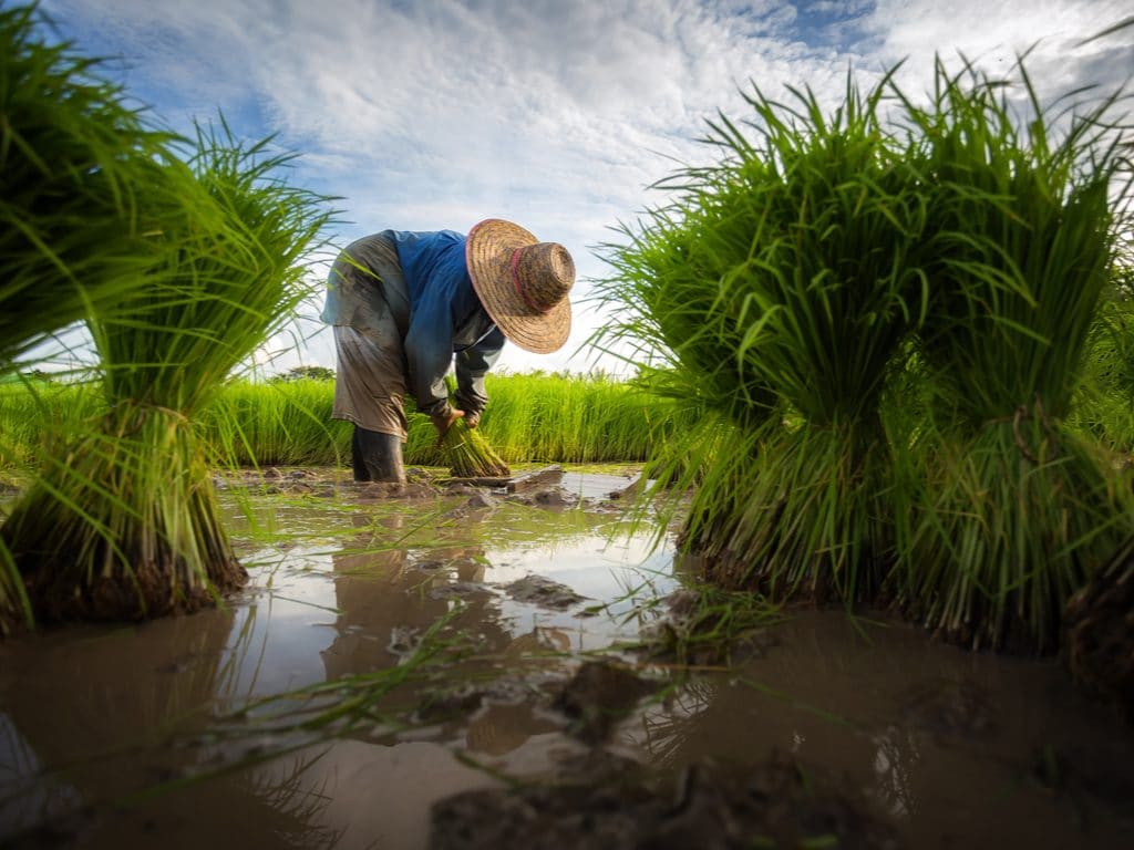 EGYPT: Farmers along Nile Basin to reduce water consumption ©©Jen Watson/Shutterstock/Shutterstock