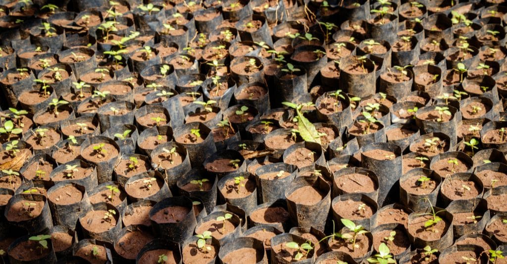 MALI : les populations plantent 2100 arbres à Niamala dans le sud du pays©Dennis WegewijsShutterstock