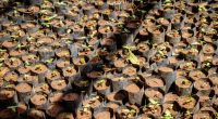 MALI : les populations plantent 2100 arbres à Niamala dans le sud du pays©Dennis WegewijsShutterstock