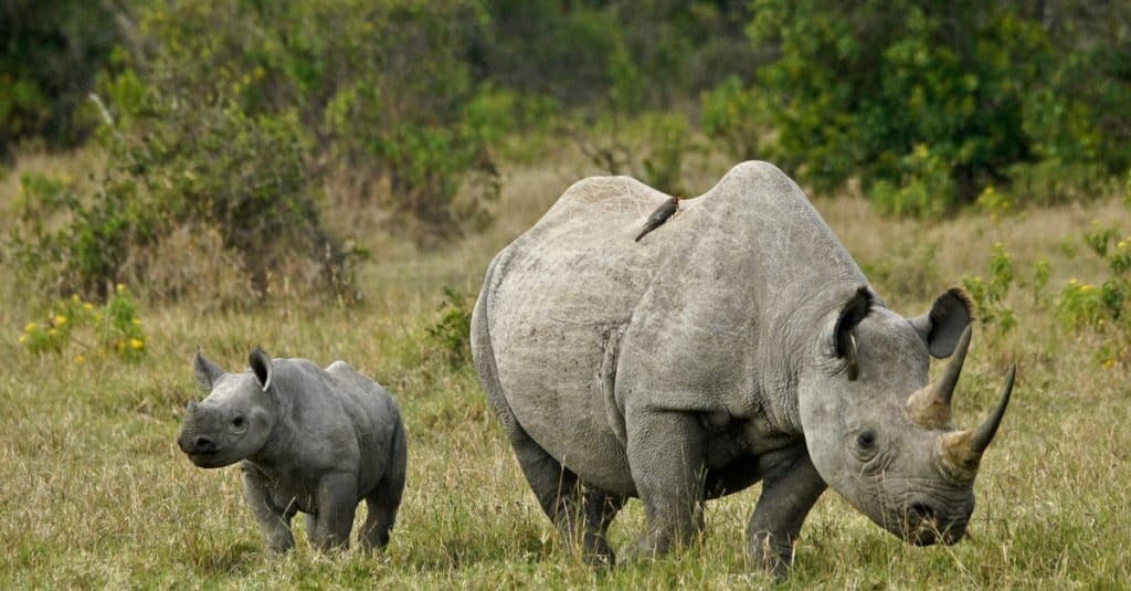 AFRICA: "Rhino bonds" to be issued by 2020 to protect black rhinos©MicheleBShutterstock