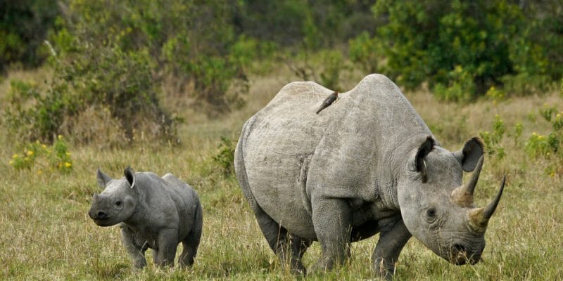 AFRICA: "Rhino bonds" to be issued by 2020 to protect black rhinos©MicheleBShutterstock