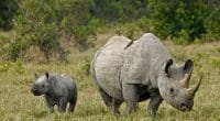 AFRIQUE : des « Rhino bounds » émis dès 2020 pour protéger les Rhinocéros noirs©MicheleBShutterstock