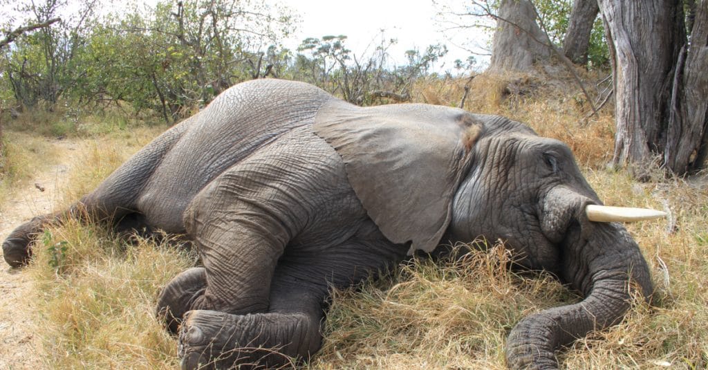 CAR: Pygmy hunters turn into elephant protectors