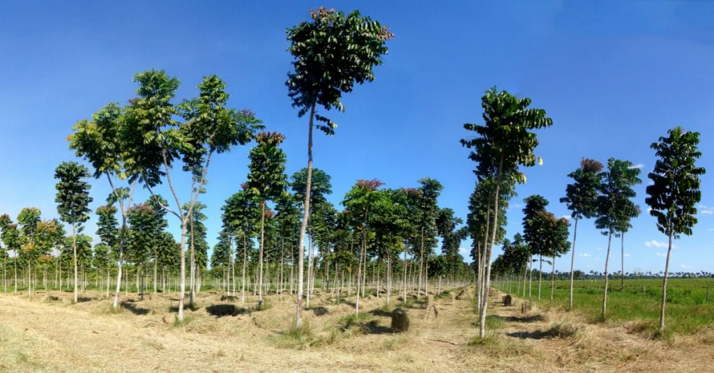 NIGERIA: 25 million trees will be planted to absorb CO²©Tarcisio SchnaiderShutterstock