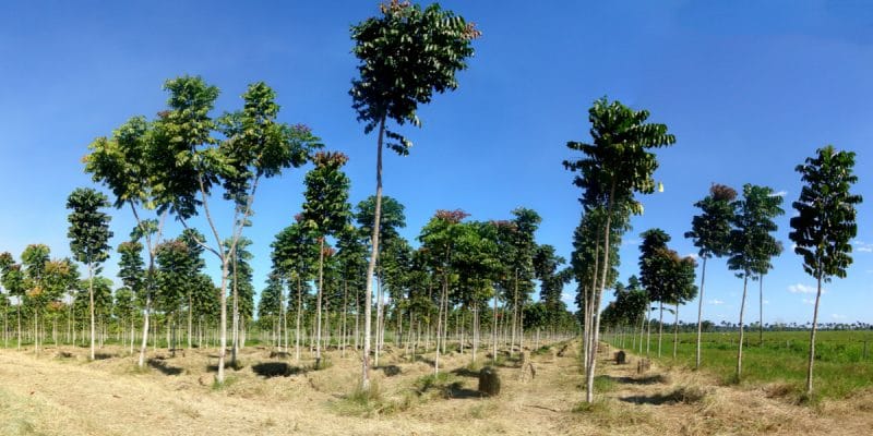 NIGERIA : 25 millions d’arbres seront plantés pour capter le CO2©Tarcisio SchnaiderShutterstock