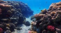 MADAGASCAR: Japan provides $4.4 million for coral reef conservation©Jiri VaclavekShutterstock