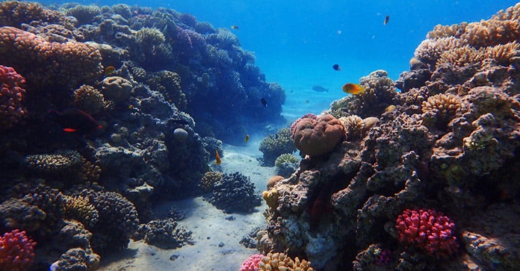 MADAGASCAR : le Japon débloque 4,4 M$ pour la préservation des récifs coralliens