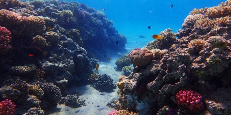 MADAGASCAR : le Japon débloque 4,4 M$ pour la préservation des récifs coralliens