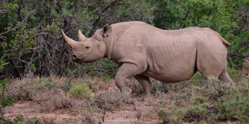 TANZANIA: Nine black rhinos transferred from South Africa to Serengeti Park©jean-francois me/Shutterstock