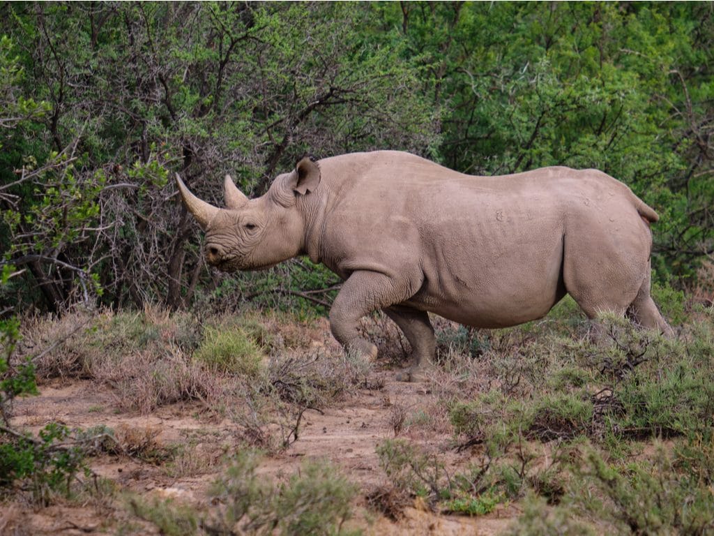 TANZANIE : neuf rhinocéros noirs transférés d’Afrique du Sud vers le Serengeti©jean-francois me/Shutterstock