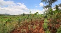 CEDEAO : Expertise France lance un appel à projets pour une agriculture résiliente©littleartvectorShutterstock