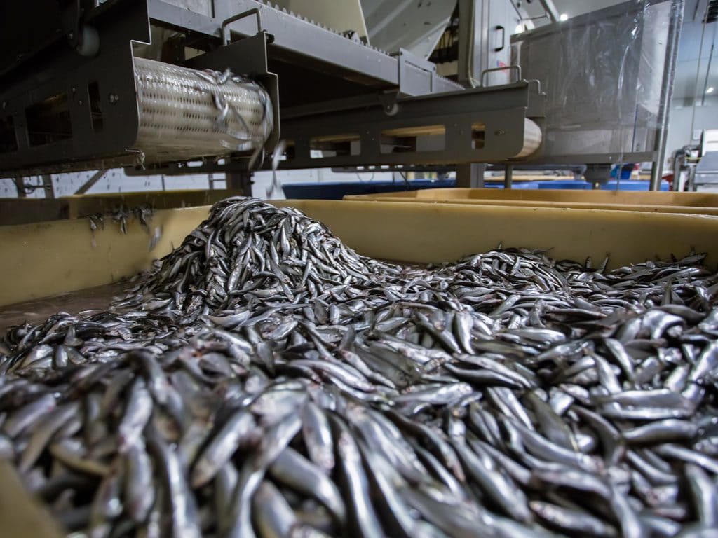 WEST AFRICA: Greenpeace calls for fishmeal plants to be shut down© Borkin VadimShutterstock