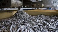 AFRIQUE DE L’OUEST : Greenpeace réclame la fermeture des usines de farine de poissons© Borkin VadimShutterstock