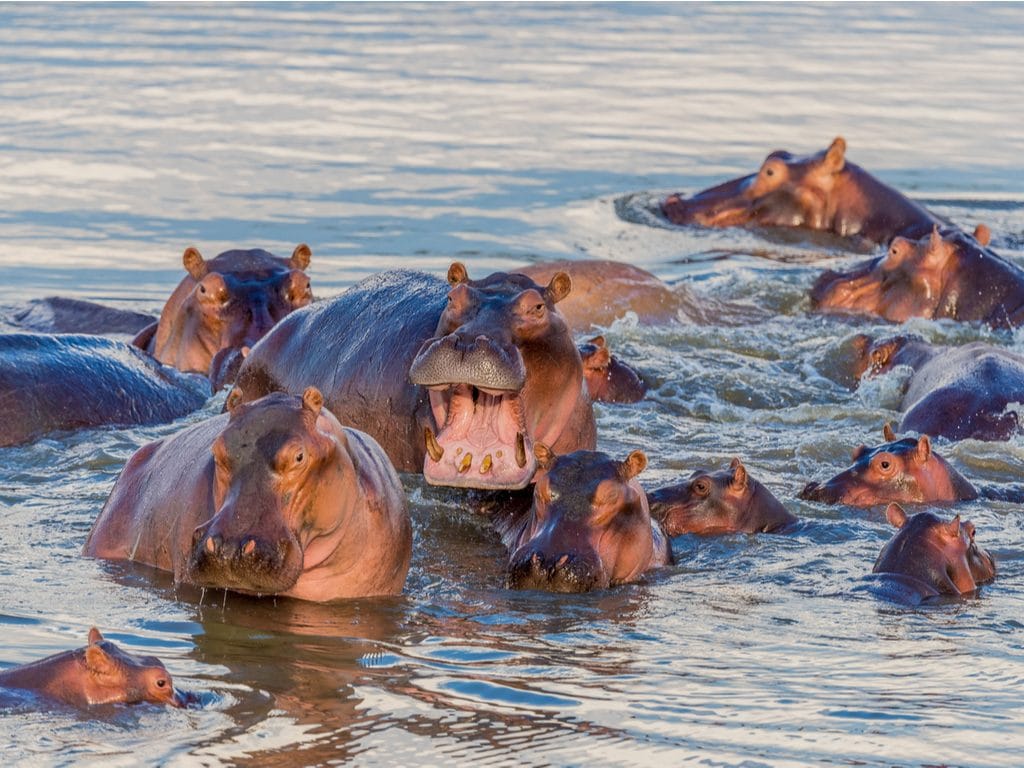 TANZANIE : pour sauver les hippopotames, le gouvernement alimente les mares asséchées©Phillip Allaway/Shutterstock