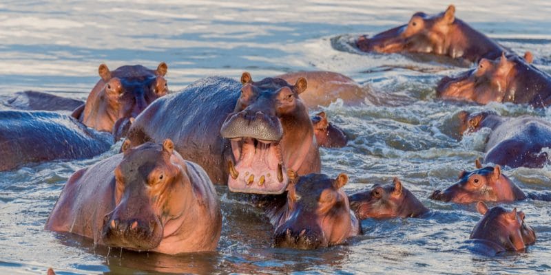 TANZANIE : pour sauver les hippopotames, le gouvernement alimente les mares asséchées©Phillip Allaway/Shutterstock