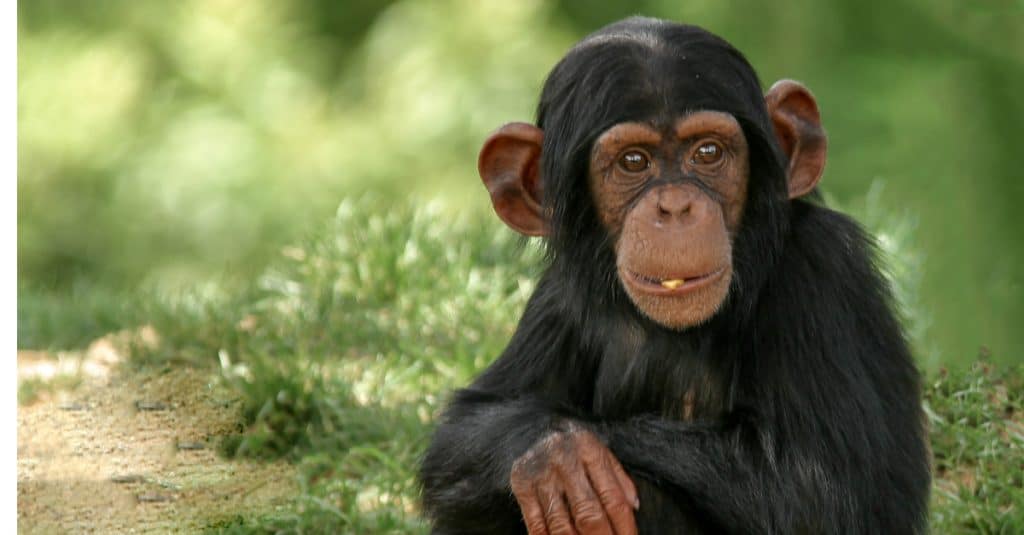 SIERRA LEONE : les chimpanzés, sont élevés au rang d’animal national©Ronnie HowardShutterstock