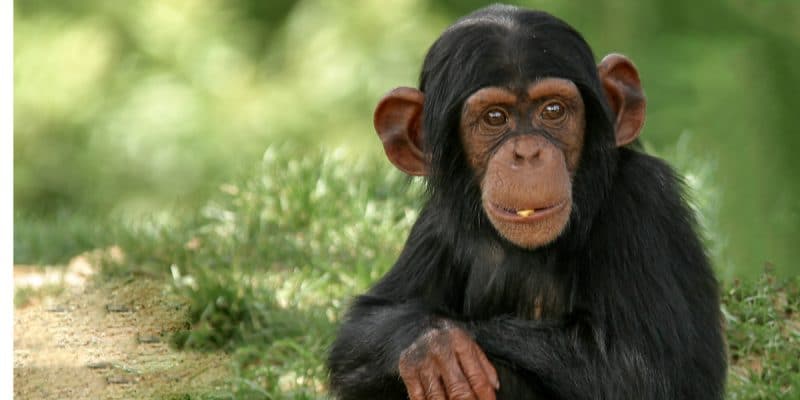 SIERRA LEONE : les chimpanzés, sont élevés au rang d’animal national©Ronnie HowardShutterstock