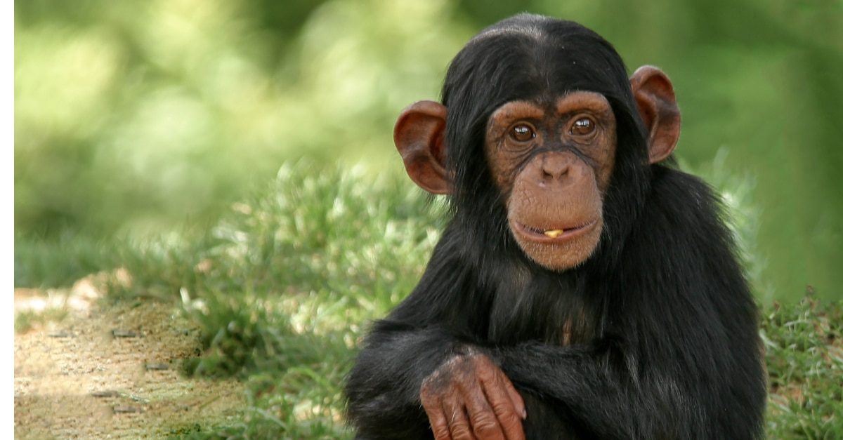 SIERRA LEONE: Chimpanzees promoted to national animal status | Afrik 21