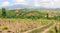 ALGERIA: 43 million trees, for final phase of national reforestation plan