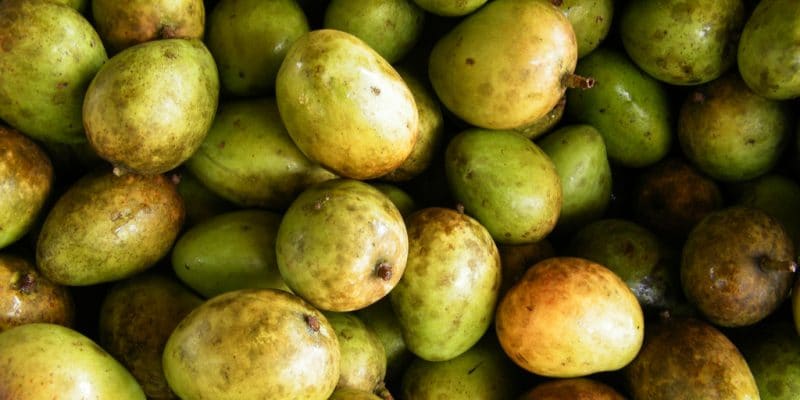 BURKINA FASO: Scientist uses mangoes to produce biogas©Designfacts/Shutterstock
