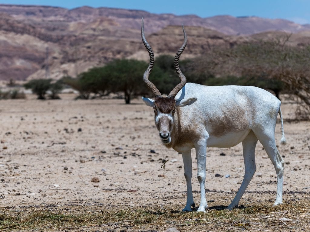 CHAD: Addax and oryx transferred from Abu Dhabi to a reserve in Batha©Mathias Sunke/Shutterstock