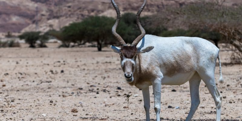 TCHAD : des addax et des oryx transférés d’Abu Dhabi vers une réserve à Batha©Sergei25/Shutterstock