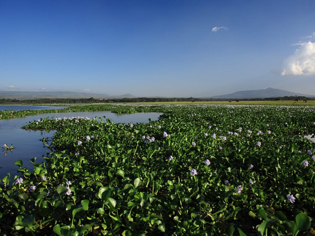 KENYA : Moscou finance la lutte contre la jacinthe d’eau sur le lac Victoria©Deborah Benbrook/Shutterstock