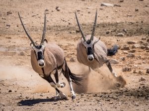 TCHAD : des addax et des oryx transférés d’Abu Dhabi vers une réserve à Batha©Mathias Sunke/Shutterstock