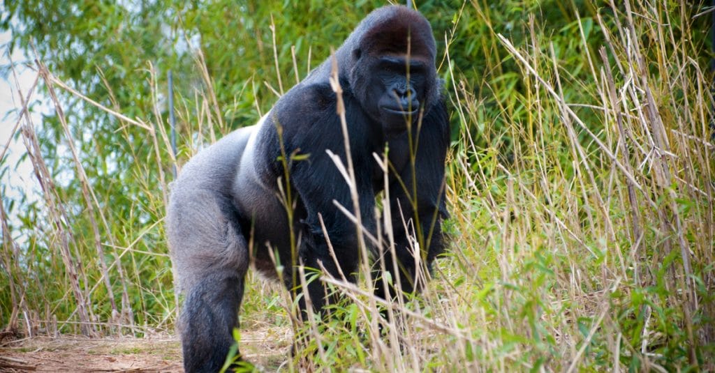 CENTRAL AFRICA: NGOs step up efforts for the protection of great apes©e SlusingShutterstock