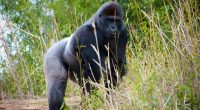 CENTRAL AFRICA: NGOs step up efforts for the protection of great apes©e SlusingShutterstock