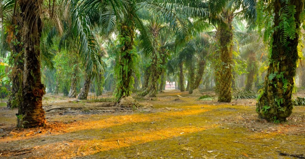 GABON: Olam obtains RSPO certification for its Makouke palm grove©tristan tanShutterstock