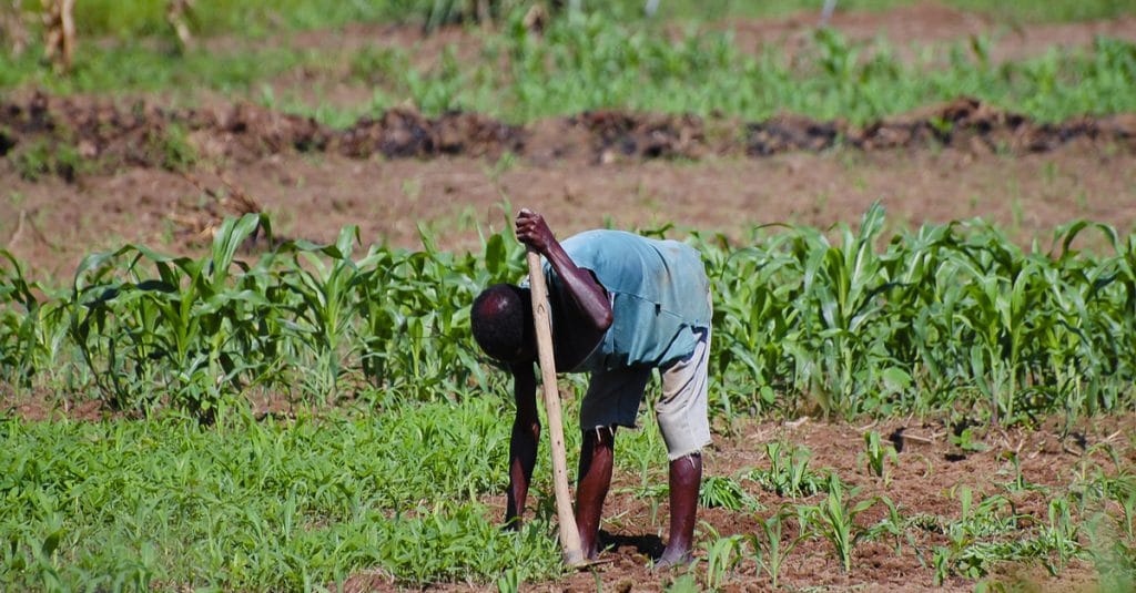 MAROC : l’initiative AAA signe trois accords pour l’agriculture résiliente en Afrique©AdwoShutterstock