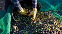 MAROC : une usine de traitement des déchets d’huile d’olive verra le jour à Ouezzane©Abed Rahim Khatib/Shutterstock