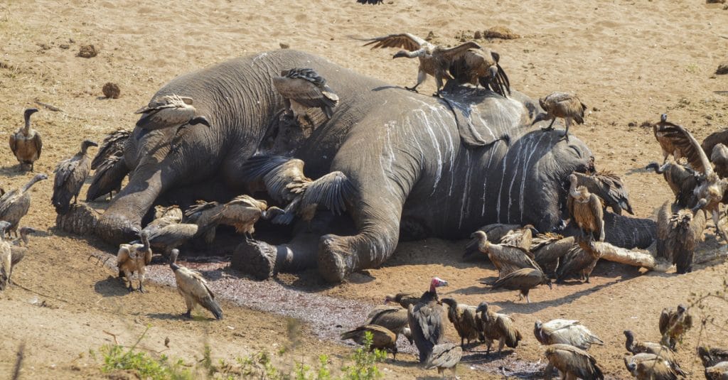 AFRIQUE : pour WWF, les éléphants d’Afrique auront disparu en 2040 si rien n’est fait©Martina WendtShutterstock