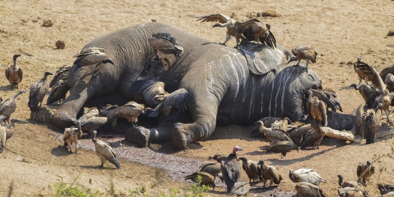AFRIQUE : pour WWF, les éléphants d’Afrique auront disparu en 2040 si rien n’est fait©Martina WendtShutterstock