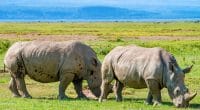 MALAWI: 17 black rhinos transferred from South Africa to Liwonde Park©Yakov Oskanov/Shutterstock