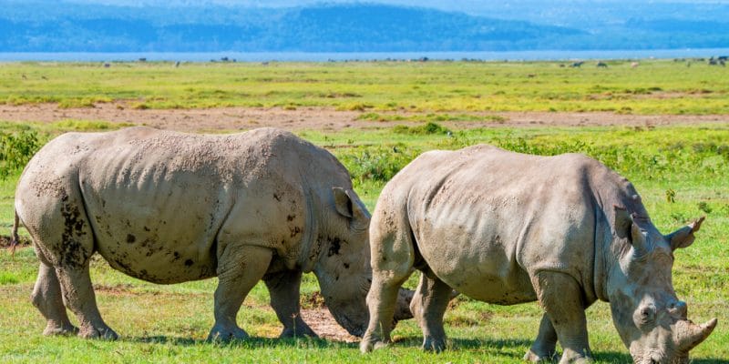 MALAWI: 17 black rhinos transferred from South Africa to Liwonde Park©Yakov Oskanov/Shutterstock
