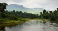 AFRIQUE CENTRALE : la Comifac veut mobiliser des fonds pour préserver sa biodiversité©Sergey Uryadnikov Shutterstock
