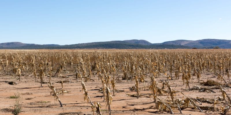 AFRIQUE AUSTRALE : la sécurité alimentaire est menacée par la sècheresse©WildesideShutterstock
