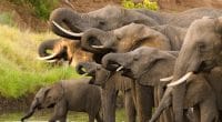 BOTSWANA: Government issues elephant hunting permits© Villiers SteynShutterstock