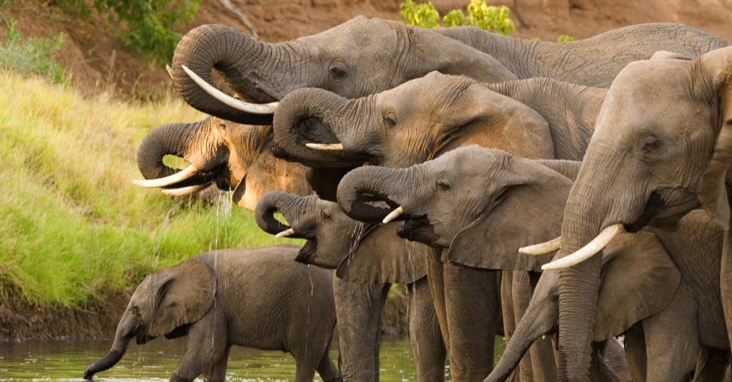 BOTSWANA : le gouvernement délivre des permis de chasse aux éléphants© Villiers SteynShutterstock