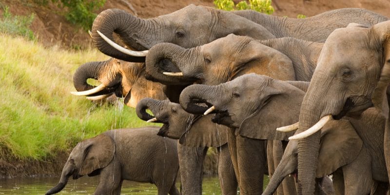 BOTSWANA : le gouvernement délivre des permis de chasse aux éléphants© Villiers SteynShutterstock