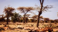AFRICA: EU provides grant to African Adaptation Initiative ©Geerte Verduijn/Shutterstock