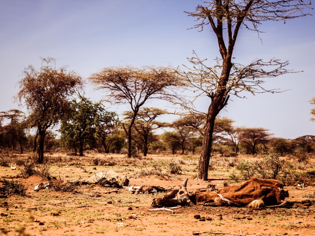 AFRICA: EU provides grant to African Adaptation Initiative ©Geerte Verduijn/Shutterstock